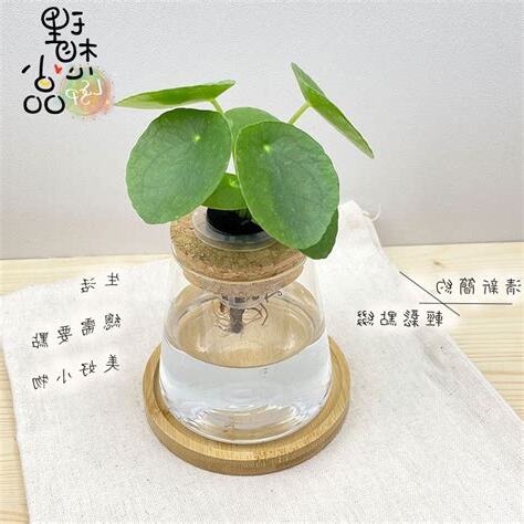 鏡面草水耕