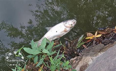 魚死掉要撈起來嗎