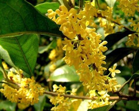 四季桂花風水