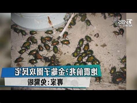 家裡飛來金龜子