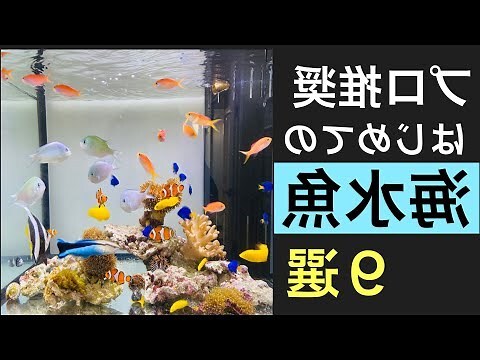 招财風水魚種類