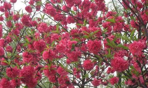 桃花的意思