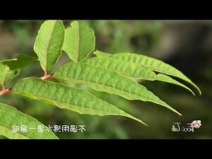 香椿功效