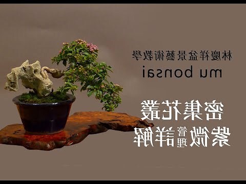 紫薇花盆栽