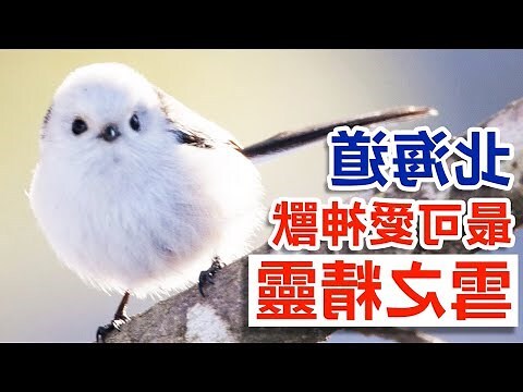 吉祥的動物
