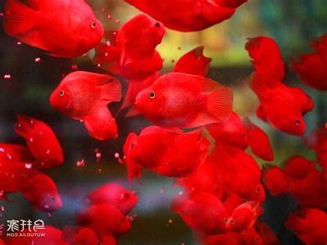 什麼魚招財