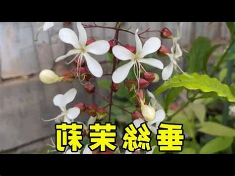 垂枝茉莉風水