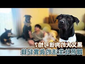 狗狗會怕黑嗎