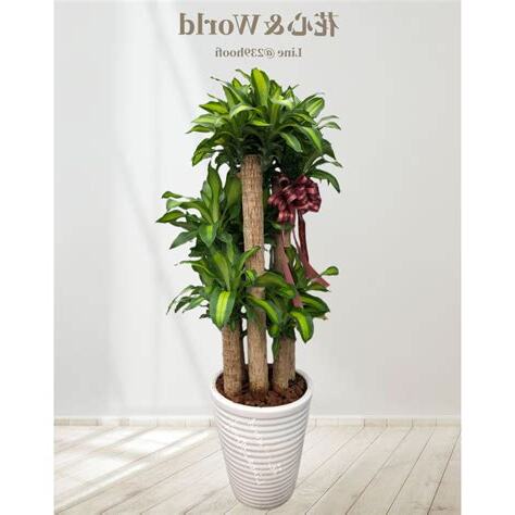 最佳室內植物