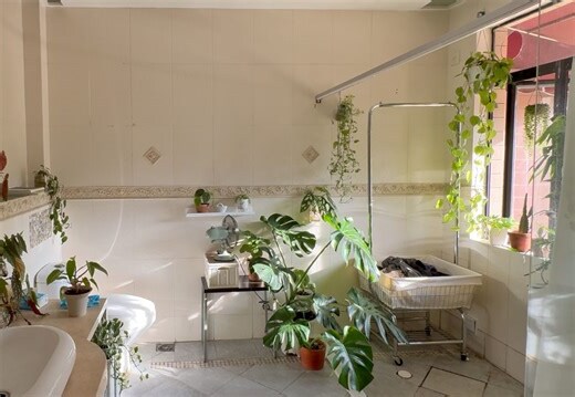 厕所植物