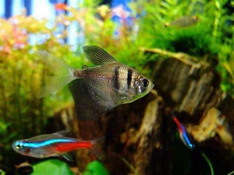 小缸適合養什麼魚