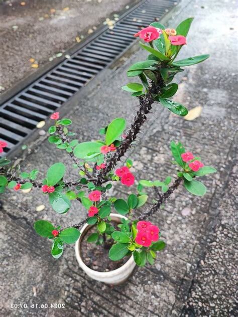 擋煞盆栽