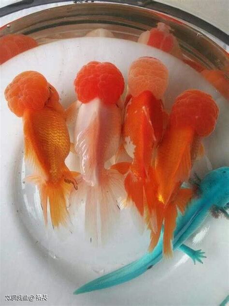 養金魚的數量