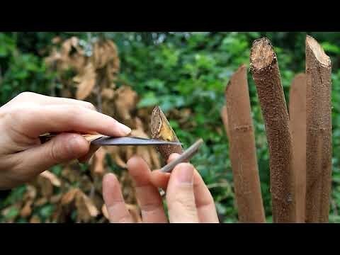 龍眼穴