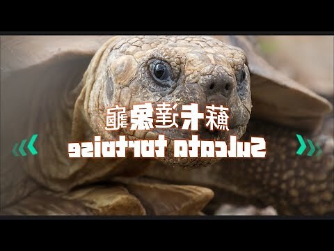 蘇卡達破壞力