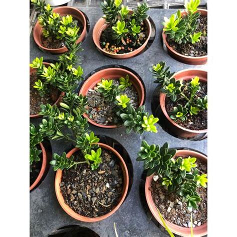 常綠植物盆栽