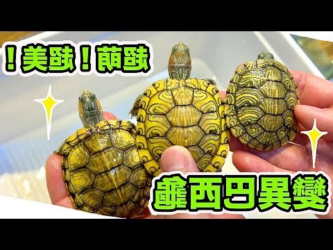 養巴西龜