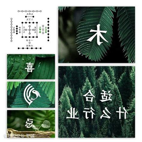 属木的人适合什么行业