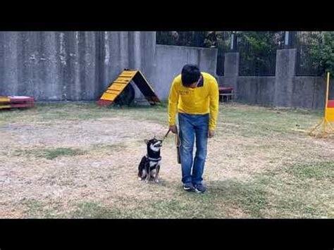 狗帶財