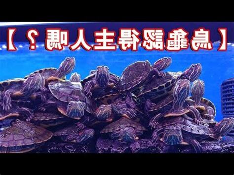 烏龜的特質