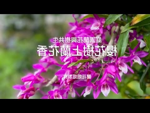 蘭花放門口