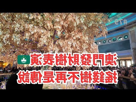 澳門金錢樹