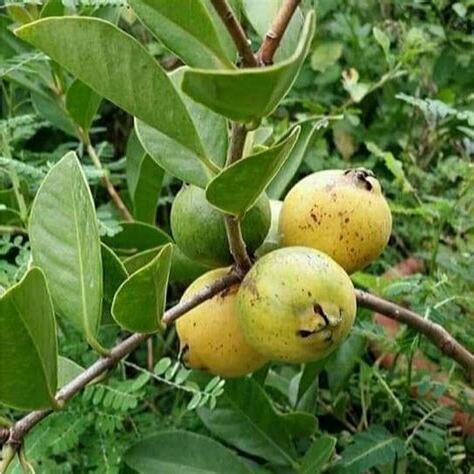 榕樹芭樂種植