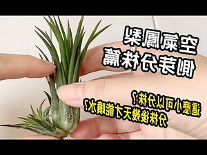 空氣鳳梨辦公室風水