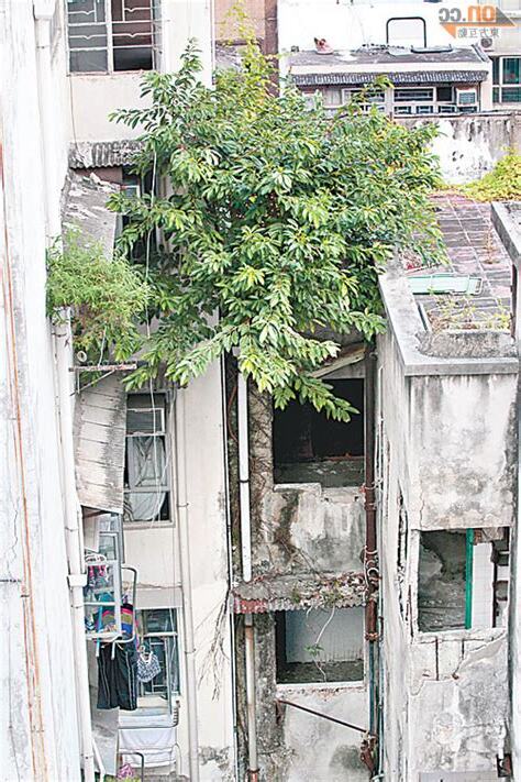 房子長樹處理