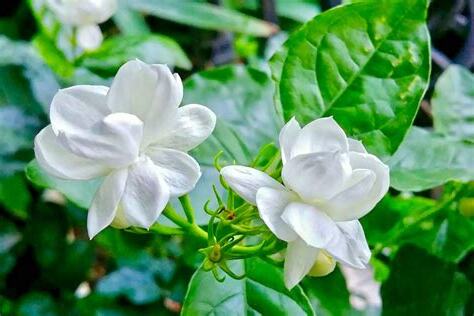 茉莉