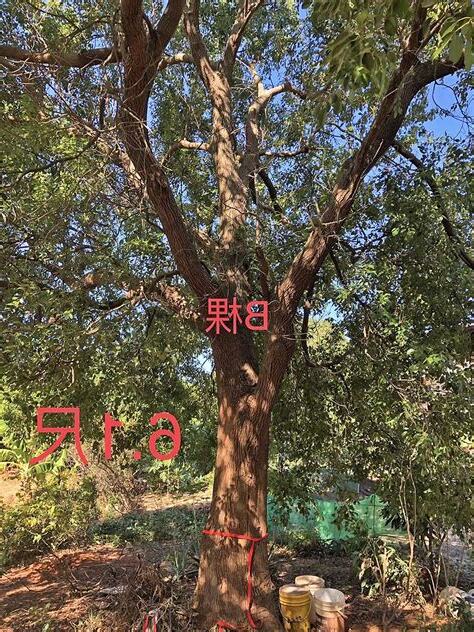 樟樹木材