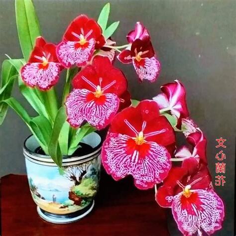 文心蘭花