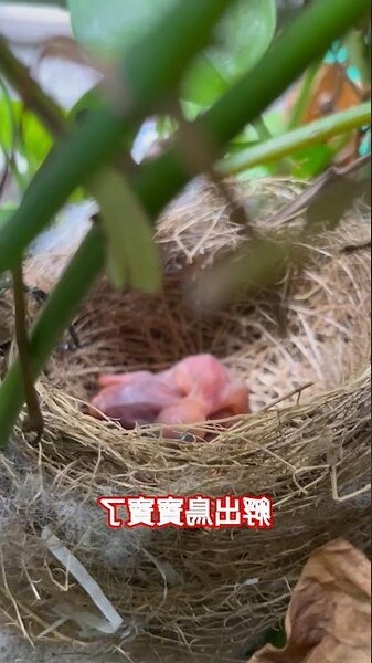 陽台有鳥巢