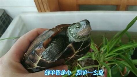 烏龜壽命