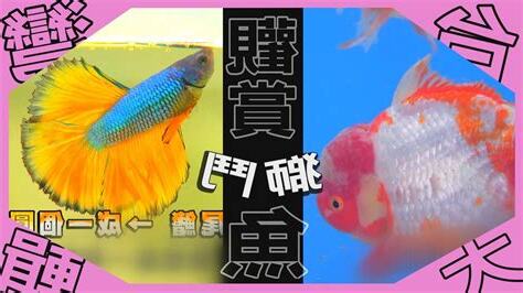 獅頭金魚混養