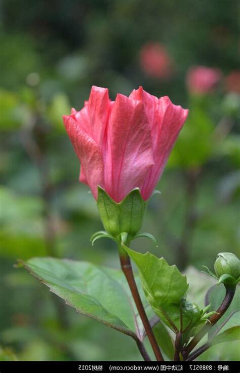 朱槿花苞