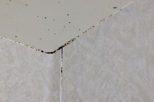 牆壁發黴油漆