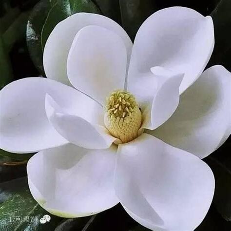 廣玉蘭花
