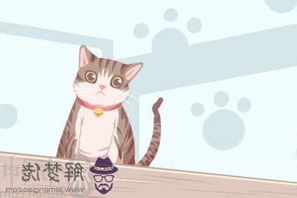 夢見小奶貓