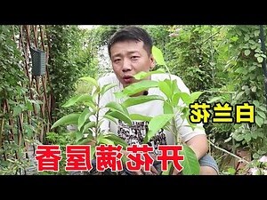 白蘭花種植