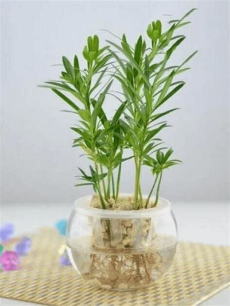 水種植物風水2023
