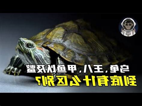 鱉有尾巴嗎