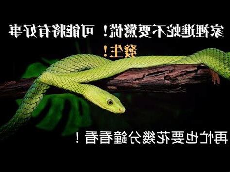 有蛇進屋代表什麼