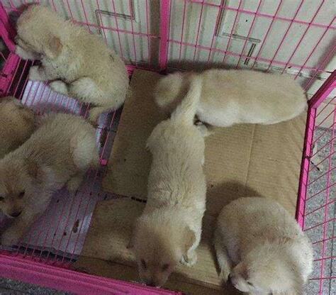 狗狗假性懷孕怎麼辦