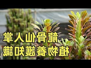 龍骨仙人掌修剪