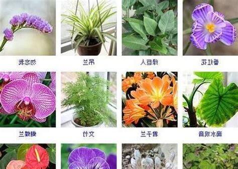 草本植物有哪些