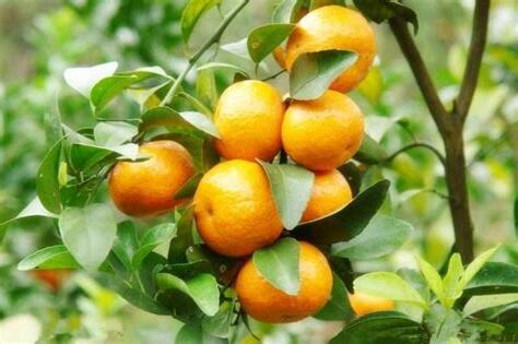 橘子樹種植