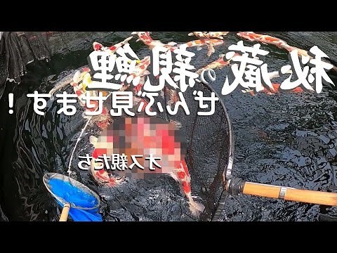 鯉