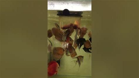 七彩神仙魚混養