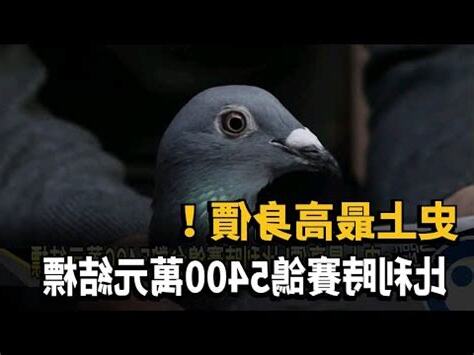 鴿子逼幾號